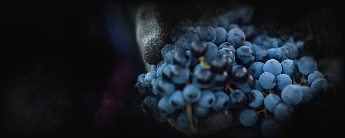 A hand cradling ripe Sieraad grapes