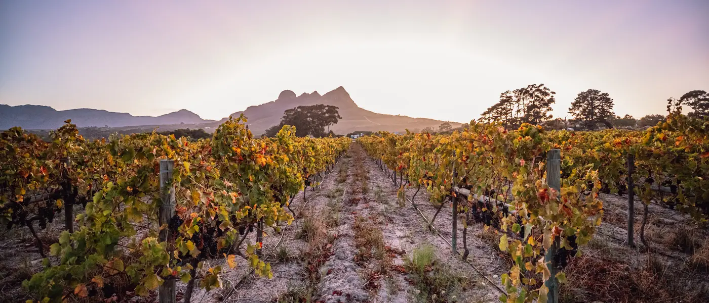 Dawn over the vineyard rows beneath the Helderberg mountain