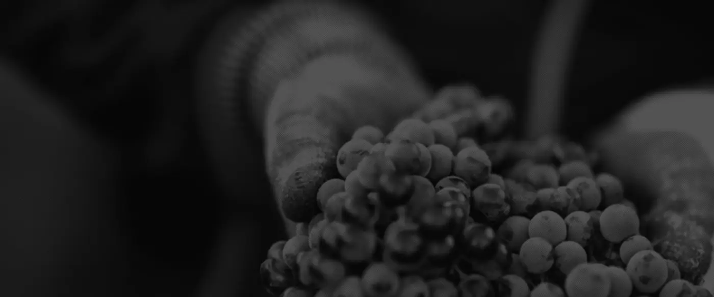 The Sieraad Cabernet Sauvignon against its Helderberg backdrop