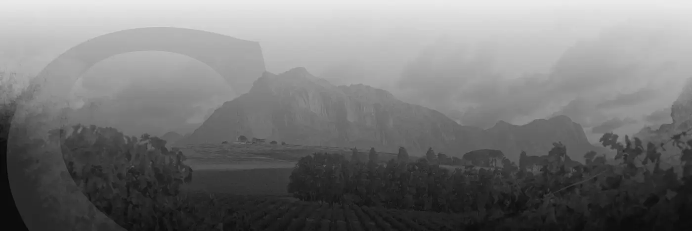 Mist over the Helderberg vineyards