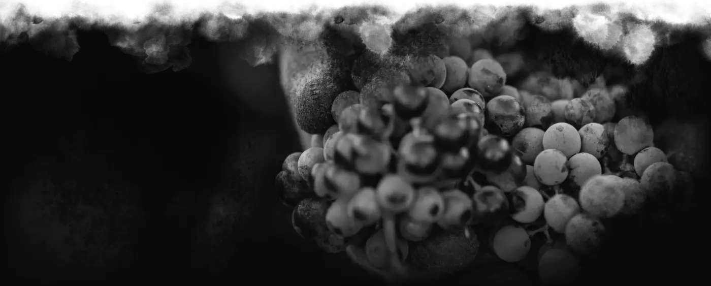 Hands holding freshly harvested Sieraad grapes in the Helderberg