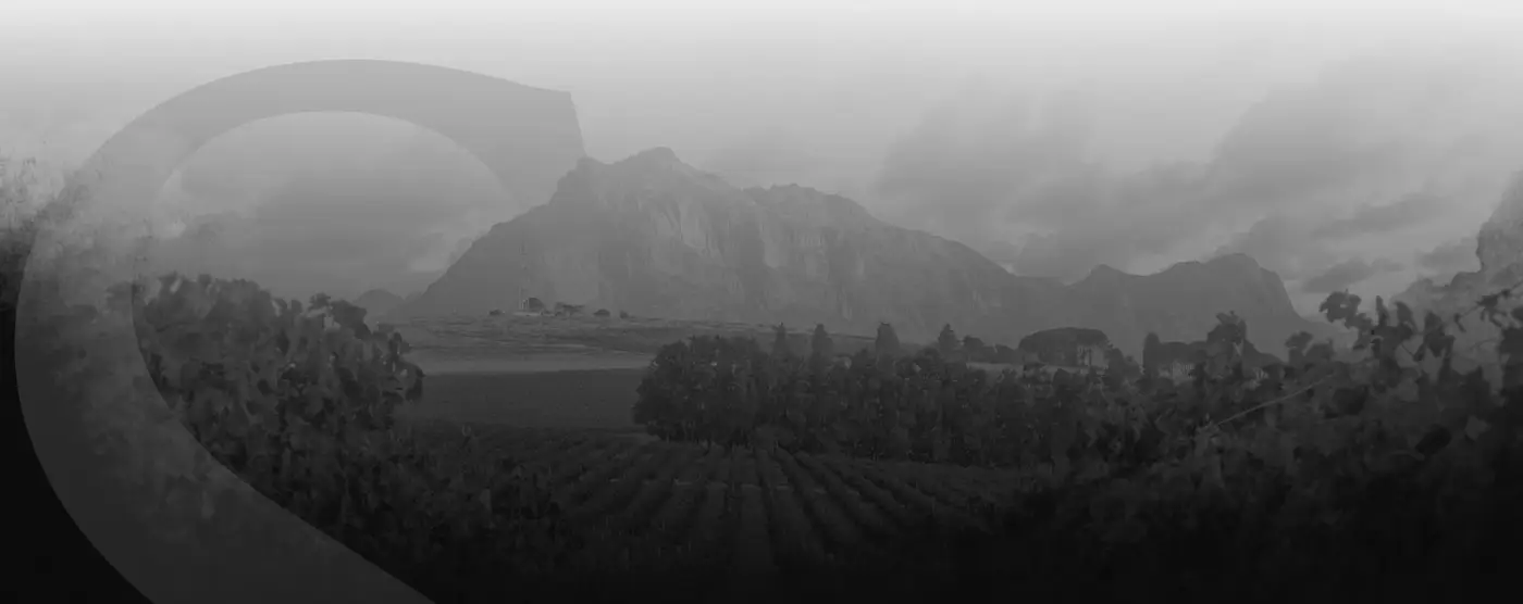 Mist over the Helderberg vineyards